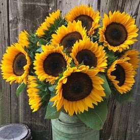 ProCut® Horizon, (F1) Sunflower Seeds